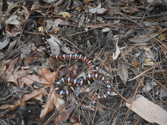 Lampropeltis pyromelana