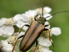 Acmaeops pratensis