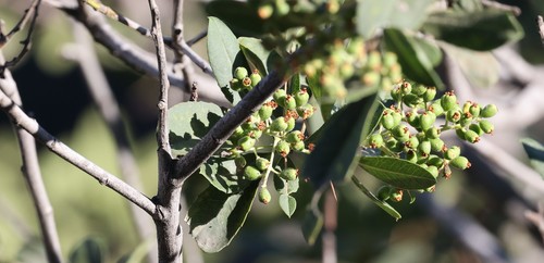 photo of Toyon (Heteromeles arbutifolia)