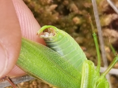 Scudderia curvicauda