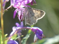 Charissa glaucinaria