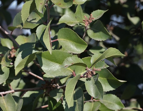 photo of Sugar Bush × Lemonade Berry Hybrid (Rhus integrifolia × ovata)