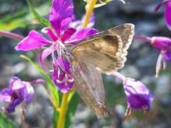 Charissa glaucinaria