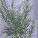 photo of Horseweed (Erigeron canadensis)
