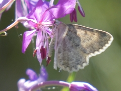 Charissa glaucinaria