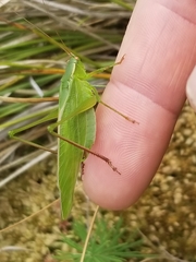 Scudderia curvicauda
