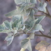 photo of Downy Thorn-apple (Datura innoxia)