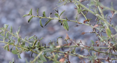 photo of Greenbark Ceanothus (Ceanothus spinosus)