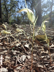 Pterostylis revoluta