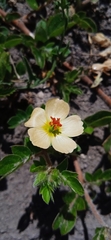 Kallstroemia maxima