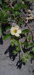 Kallstroemia maxima