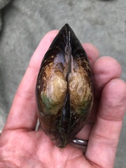 Unionidae