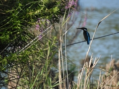 Alcedo atthis ispida