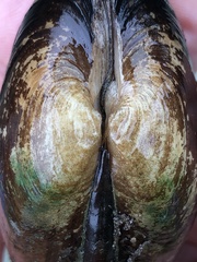 Unionidae