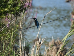 Alcedo atthis ispida