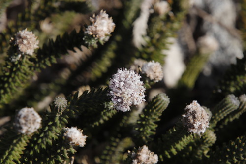 Image of Kogelbergia verticillata by (c) Tony Rebelo, some rights reserved (CC BY-SA)