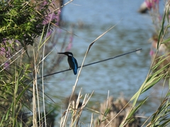 Alcedo atthis ispida