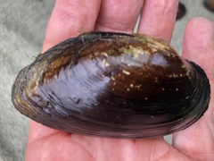 Unionidae