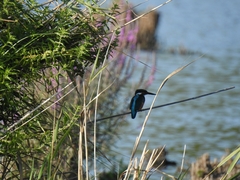 Alcedo atthis ispida