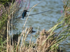 Alcedo atthis ispida