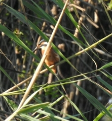 Alcedo atthis ispida