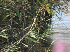 Alcedo atthis ispida