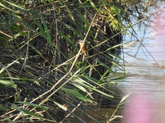 Alcedo atthis ispida