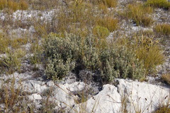 Grubbia tomentosa