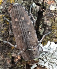 Chrysobothris octocola