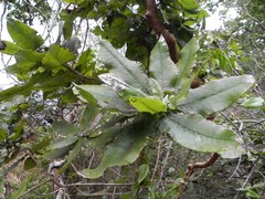 Acrisione denticulata