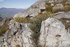 Grubbia tomentosa