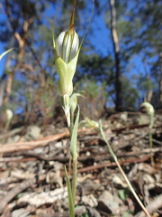 Pterostylis revoluta