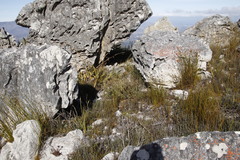 Grubbia tomentosa