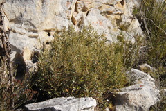 Grubbia tomentosa