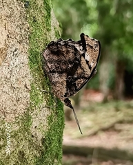 Myscelia ethusa chiapensis