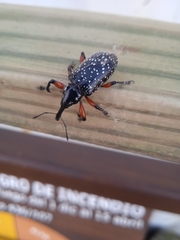 Heilipodus erythropus