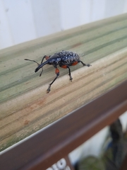 Heilipodus erythropus