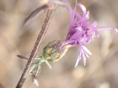 Centaurea paniculata