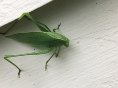 Amblycorypha rotundifolia