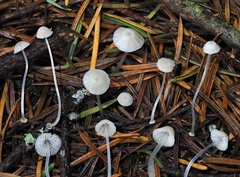 Mycena stylobates