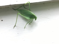 Amblycorypha rotundifolia