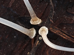 Mycena stylobates