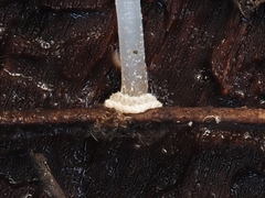 Mycena stylobates