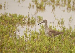 Tringa semipalmata semipalmata