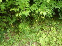 Hieracium tridentatum