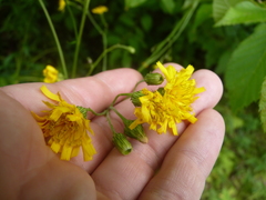 Hieracium tridentatum