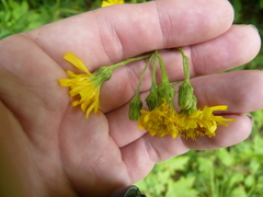 Hieracium tridentatum
