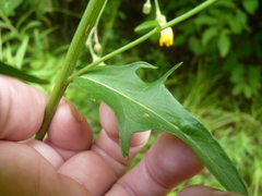 Hieracium tridentatum