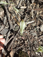 Pterostylis revoluta