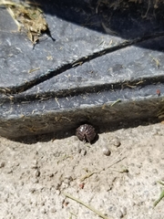 Armadillidium vulgare